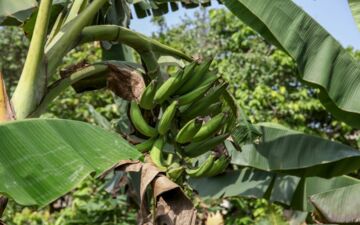 Die befragten Menschen möchten sich aktiver an Food-Governance-Prozessen beteiligen. (c) SLE