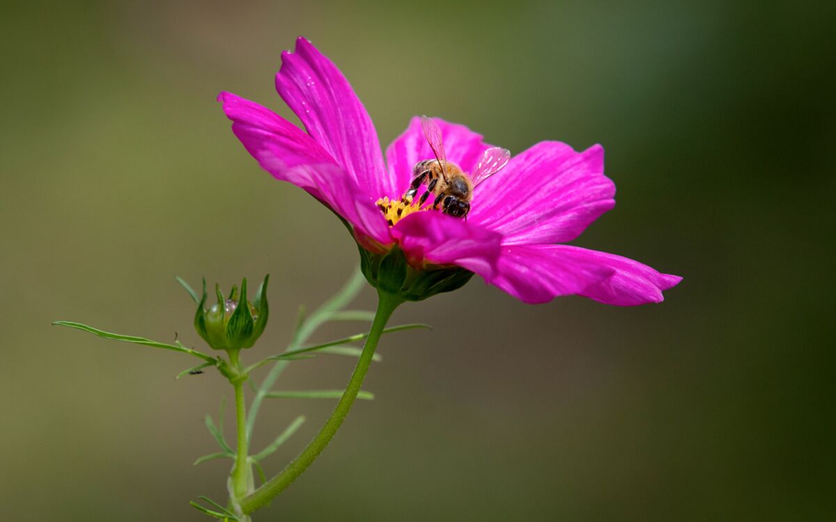 One Health – Was wir aus der Corona-Krise lernen