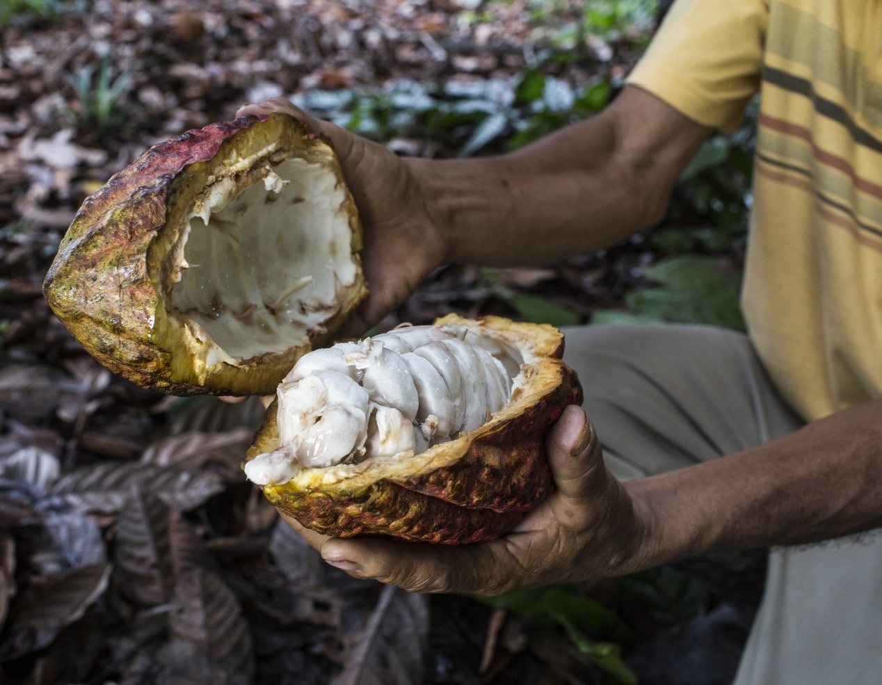 Over 60% of global cocoa production comes from a few countries in Western Africa. © Leslie Searles, GIZ