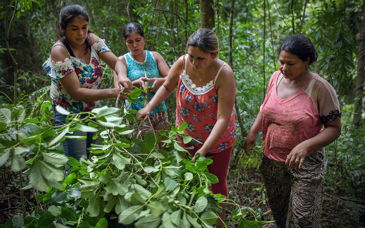 Kleinbäuerinnen in Paraguay bei der Mate-Ernte. Photo: Sonja Ritter/WWF