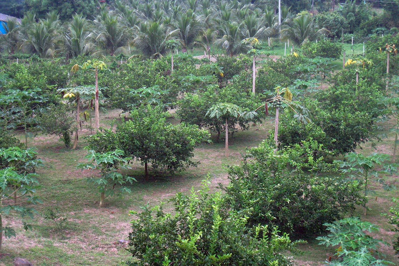 In the past, when the rainy season was reliable, farmers in El Salvador were able to sow twice a year. Due to climate change you can no longer rely on it. Photo: Caritas San Miguel