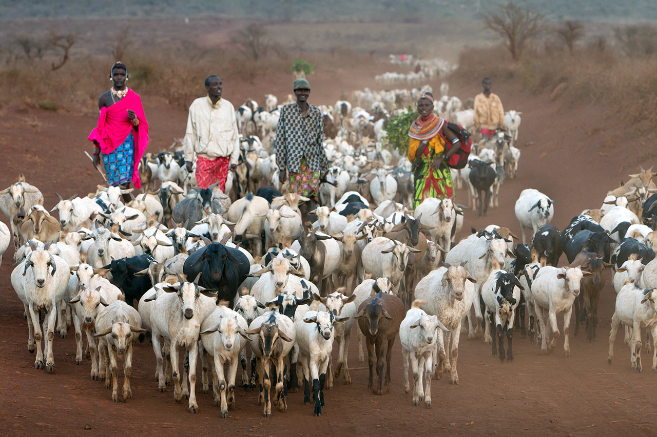 Shepherds in Kenya are driving their herds of goats from the pasture back to the village. Photo: Christoph Püschner/Diakonie Katastrophenhilfe